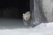 Белый медвежонок, родившийся в декабре в зоопарке Ижевска, впервые вышел в свет