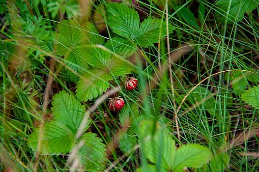 Россиянам назвали распространенный летний продукт для здоровья мозга