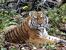 Центр "Амурский тигр" победил в номинации "Лучший сайт НКО"