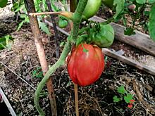 Овощи-мутанты: приморцы хвастаются в соцсетях странными овощами с грядок