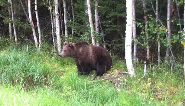 Медведь снова вышел на трассу в Беломорском районе (Видео)
