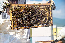 Новый российский закон защитит пчел от пестицидов