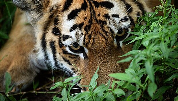 На границе КНР и РФ построят нацпарк с тиграми и леопардами