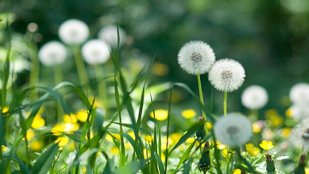 В Москве ожидаются небольшая облачность и до 25 градусов тепла