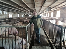 Свинокомлекс «Новый материк» приобрел корм для животных благодаря господдержке