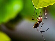 Врач рассказала, какие опасные болезни переносят комары