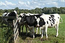 Простые практики в молочном животноводстве для повышения рентабельности