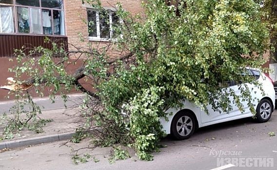 В Курске на улице Блинова на автомобиль упало дерево