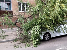 В Курске на улице Блинова на автомобиль упало дерево