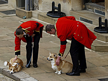 Корги королевы Елизаветы оказались под угрозой из-за ядовитых водорослей в Виндзоре