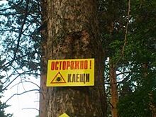 В Пермском крае клещи покусали 660 человек