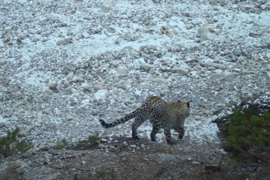 Переднеазиатский леопард поселился в природном парке в горах Дагестана