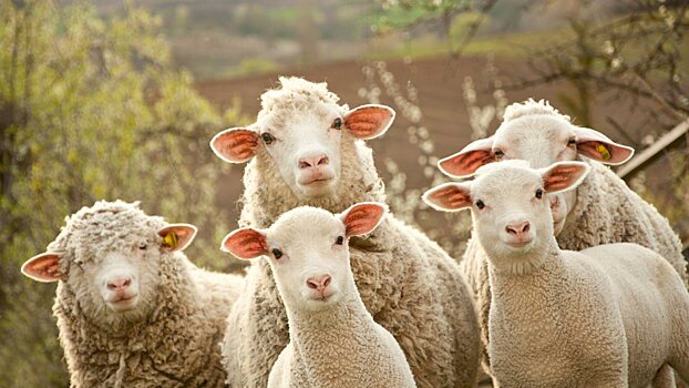 В Кировской области оштрафовали водителя за перевозку 300 овец без документов