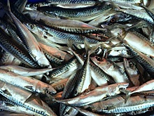 Диетолог из России назвала скумбрию самой полезной рыбой