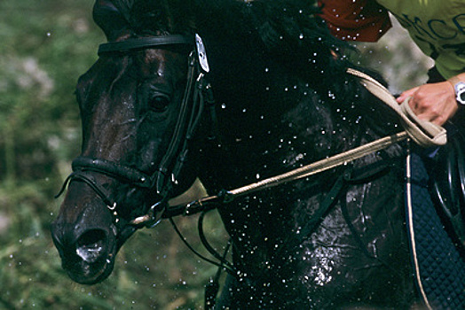 Международный конный фестиваль «Иваново поле» в Богородском округе начнется в пятницу