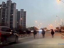 Пятеро рысаков промчались по улице и застали врасплох автомобилистов