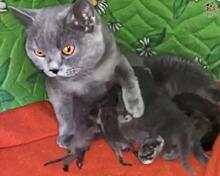Кошка во Владивостоке усыновила новорожденных енотов