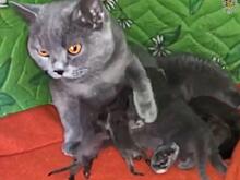 Кошка во Владивостоке усыновила новорожденных енотов