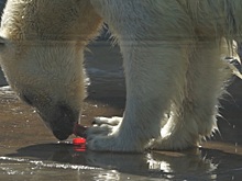 Животные в зоопарке Удмуртии спасаются от жары