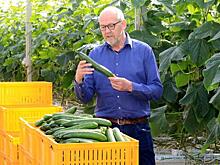 Лидер нижегородских коммунистов попросил проверить светящиеся теплицы на Бору