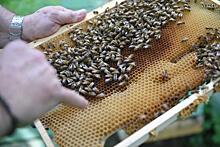 Случаи гибели пчел зафиксировали в 30 российских регионах
