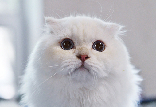 Фелинолог заявила, что при воспитании кошек запрещены шлепки и крики
