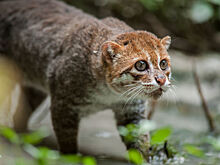 В Таиланде на камеру попала дикая кошка, которую не видели 30 лет