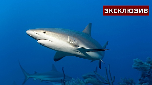 Ихтиолог объяснил причины появления крупных акул у берегов Турции