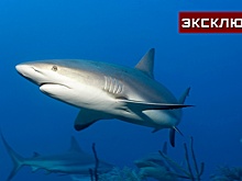Ихтиолог объяснил причины появления крупных акул у берегов Турции