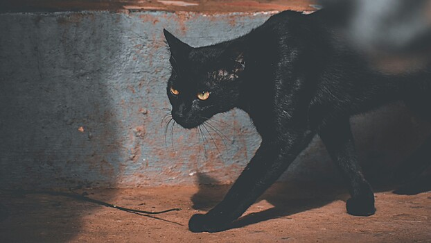 Кот стал наркоторговцем