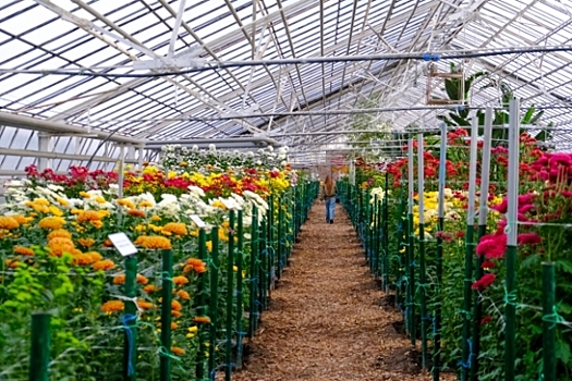 Волгоградский ботанический сад принял более 43 тысяч посетителей