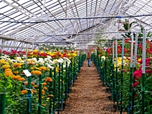 Волгоградский ботанический сад принял более 43 тысяч посетителей