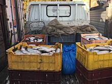 230 кг байкальского омуля изъяли у водителя в Слюдянском районе