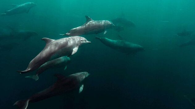 Rescue operation to search for dolphins suspended in Sevastopol