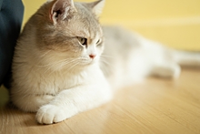 Синдром Кушинга у кошек: симптомы и лечение болезни