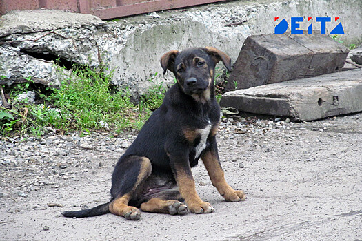 Стая бездомных собак напала на ребёнка в Приморье
