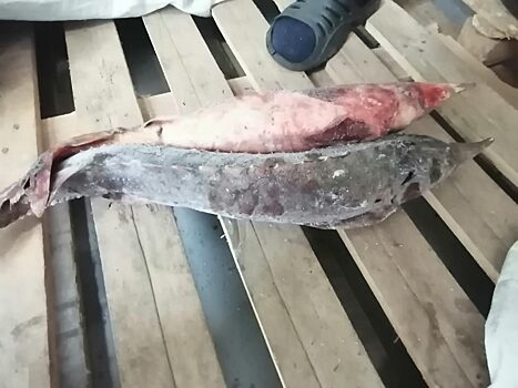 В Красноярском крае капитану теплохода грозит до четырёх лет тюрьмы за покупку краснокнижных осетров