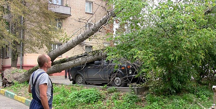 Водителей призвали не парковать машины под деревьями из-за сильного ветра в Москве