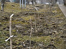 Ущерб 300 тысяч: участковые проводят проверку из-за сломанных деревьев в парке Каменска