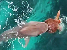 Акула сразилась с морской черепахой и проиграла