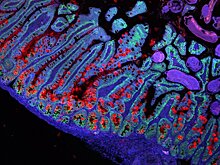 Ученые представили подробный атлас клеток человека — как мы выглядим под микроскопом