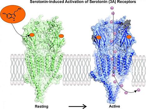 Структура комплекса серотониновых рецепторов поможет создать новые препараты