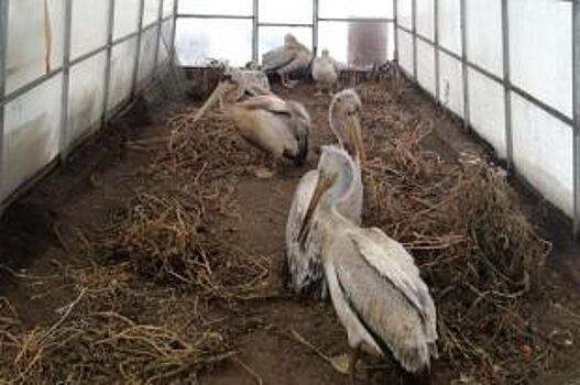Спасенных краснокнижных пеликанов привезли в Барнаул