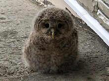 Петрозаводчанин спас от ворон совенка, прилетевшего на крыльцо дома
