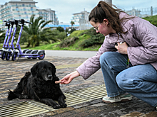 В Госдуме рассказали, почему россиянам не запретят подкармливать бродячих животных