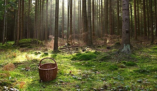 Под Петрозаводском пенсионерка пошла по грибы и заблудилась в лесу