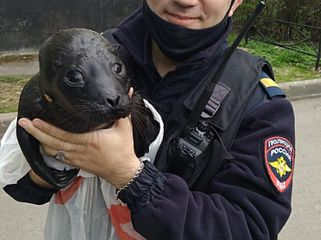 В «северной столице» полицейские и школьники спасли от агрессивных чаек детеныша нерпы