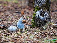 В Новосибирске станет еще теплее в день Лонгина Сотника 29 октября