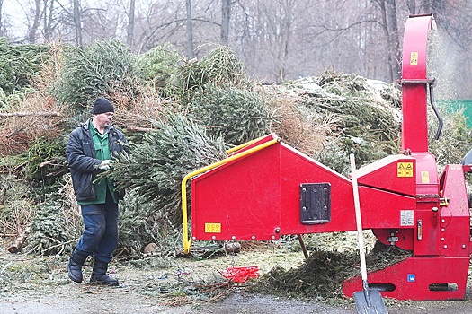 Елкамобиль и волку на зубок: как в регионах избавляются от новогодних елок