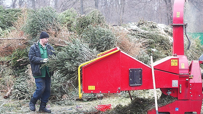 Елкамобиль и волку на зубок: как в регионах избавляются от новогодних елок